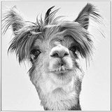 Febland Llama Glass Art Picture, Black & White, Square