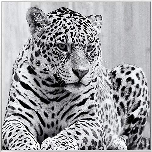 Febland Cheetah Glass Art Black & White Picture, Square