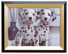 Febland Dalmations Hologram Framed Picture, Black/White, Small