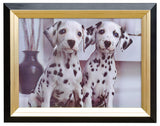 Febland Dalmations Hologram Framed Picture, Black/White, Small