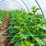 Green climbing plant netting in a polytunnel greenhouse