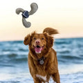A happy dog engaging with a toy on the beach, with the sun shining and waves rolling in the distance.