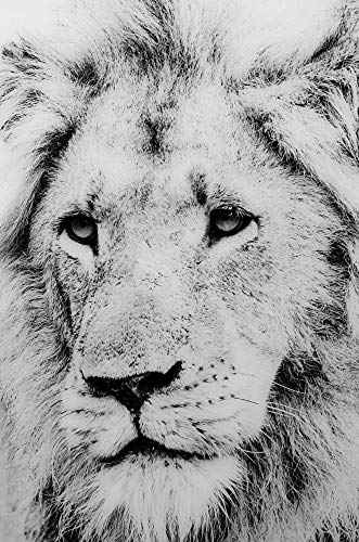 Febland Lion Glass Art Black & White Picture, Square