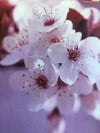 Home Fragrance Diffuser Sticks - Blossom