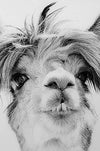 Febland Llama Glass Art Picture, Black & White, Square