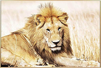 Febland Golden Lion Glass Art Picture, Large