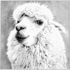 Febland Alpaca Glass Art Picture, White, Square
