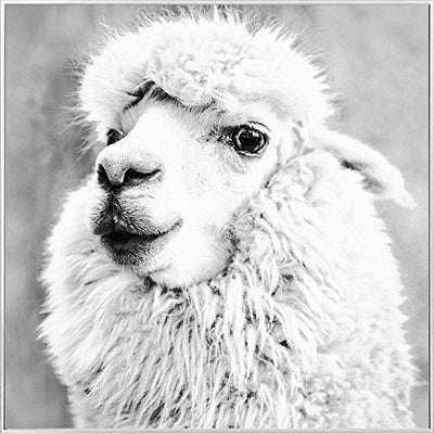 Febland Alpaca Glass Art Picture, White, Square