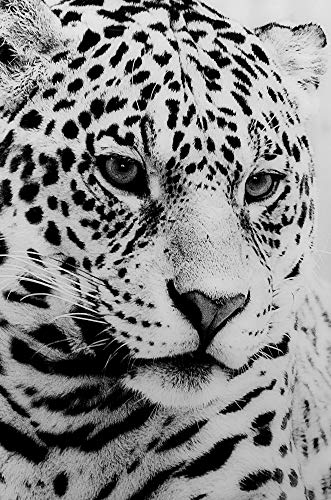 Febland Cheetah Glass Art Black & White Picture, Square