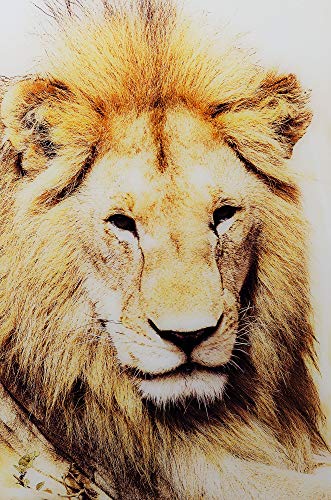 Febland Golden Lion Glass Art Picture, Large