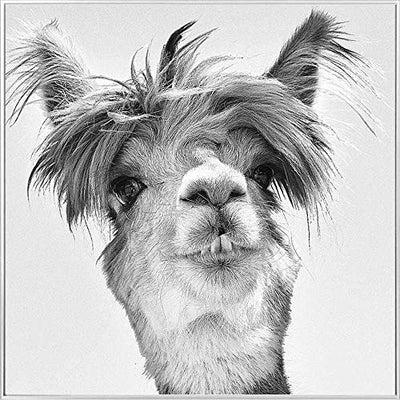 Febland Llama Glass Art Picture, Black & White, Square