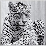 Febland Cheetah Glass Art Black & White Picture, Square