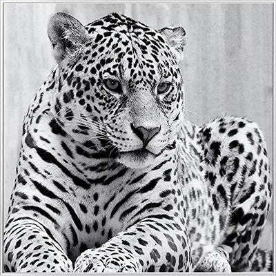 Febland Cheetah Glass Art Black & White Picture, Square
