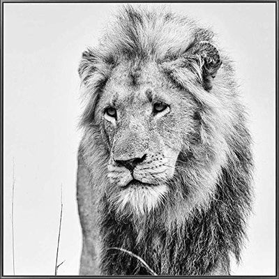 Febland Lion Glass Art Black & White Picture, Square