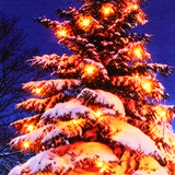 Close-up of warm white LED lights on snowy Christmas tree canvas
