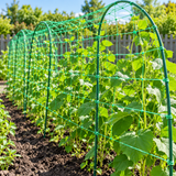 Example of green garden netting supporting climbing plants on arched trellis